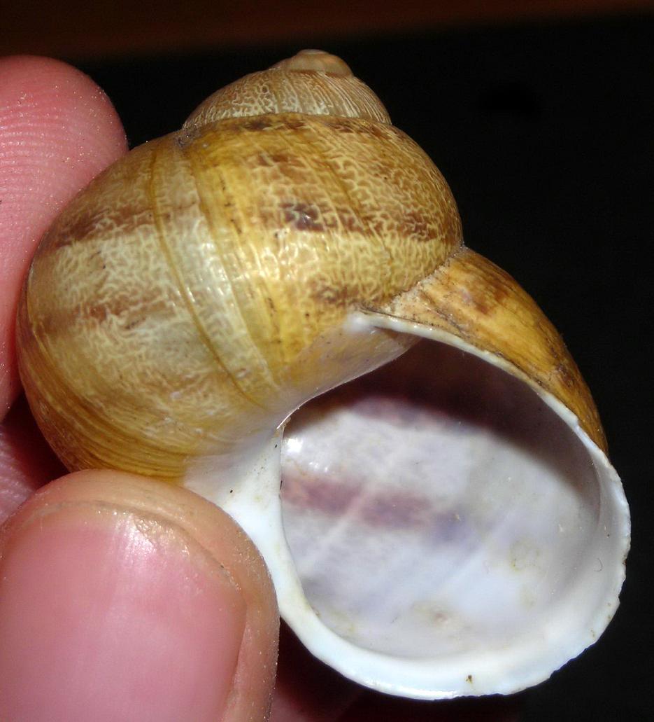 Chiocciola siciliana...